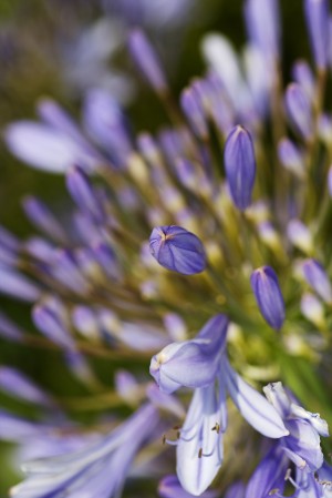 Agapanthus Bud To Flower